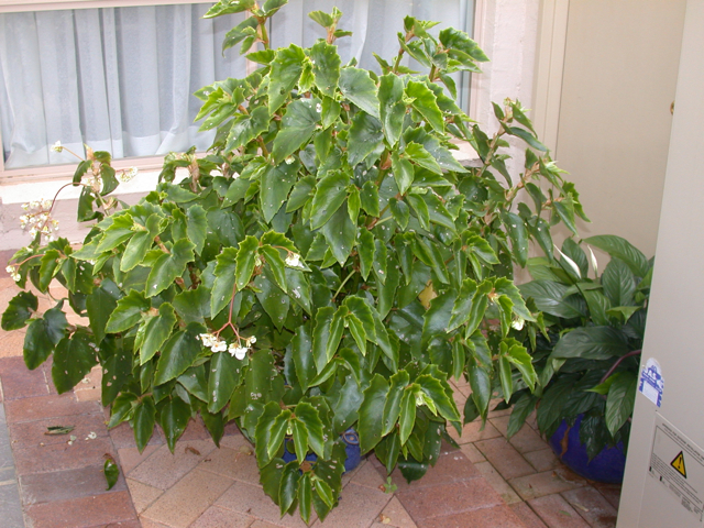 B. ‘Garcia’